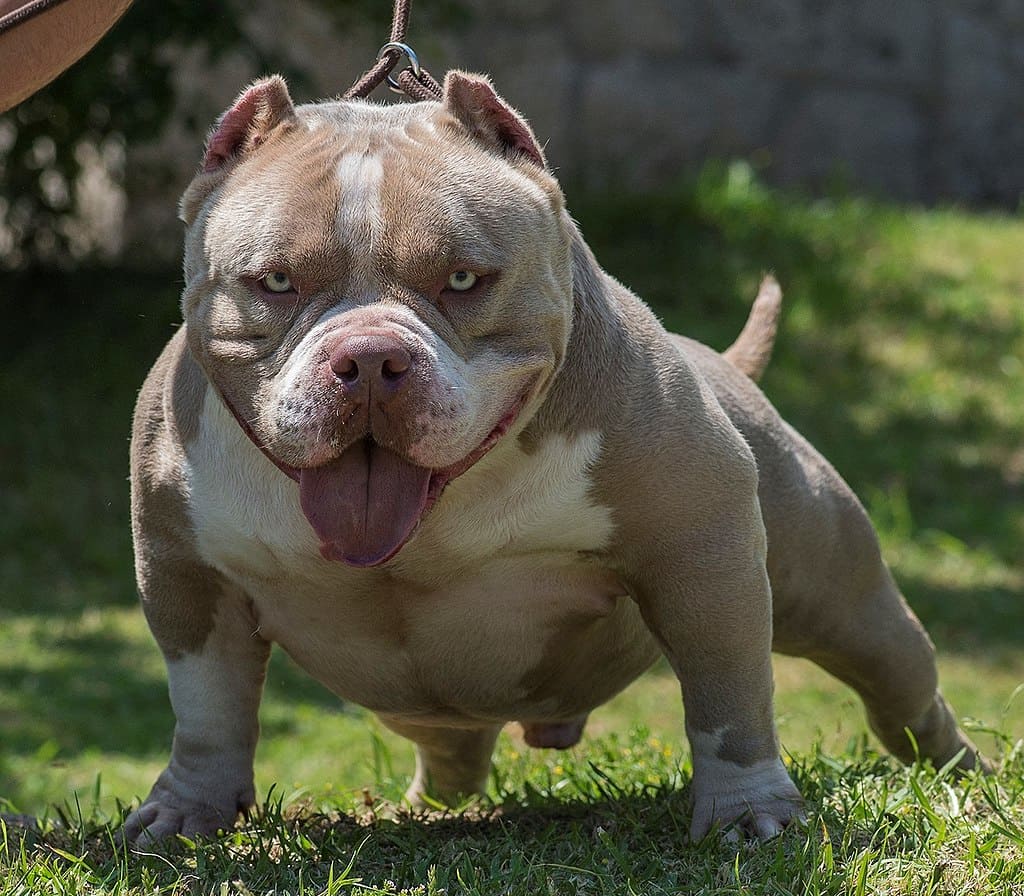 American Bully Puppy Price in India