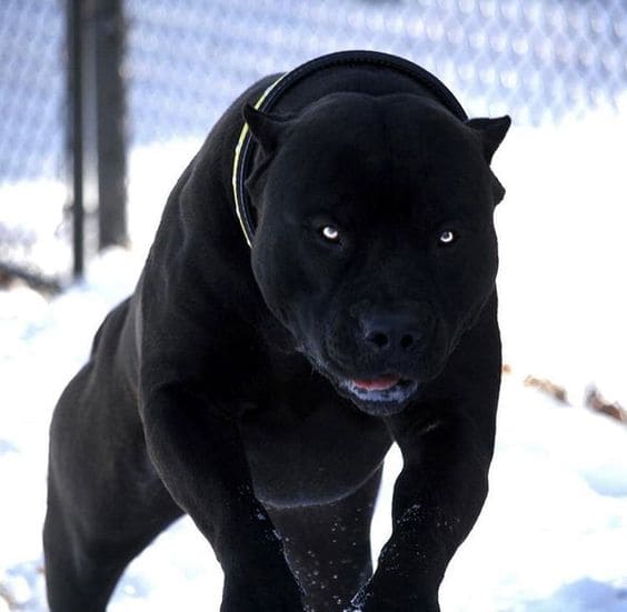 Black Panther Pitbull Price