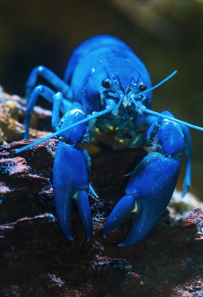 Blue Lobster Price in India